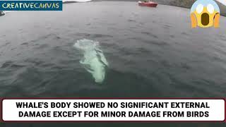 Russian Spy Named After Putin Killed OFF Norways Coast Hvaldimir Beluga Whale Found Dead [upl. by Mcwherter90]