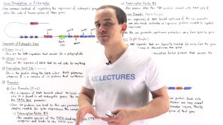 Gene Regulation in Eukaryotes [upl. by Alauqahs]