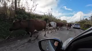 COWS IN THE ROAD 4K SÃO MIGUEL ISLAND in the AZORES  Walking amp Driving  Travel with Chip [upl. by Adiasteb116]