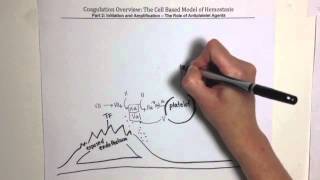 Coagulation Overview Part 2 [upl. by Eunice]