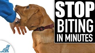 🛑 STOP Puppy Biting Fast Everything You NEED To Know [upl. by Sivraj]