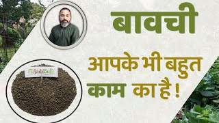 Benefits Of PSORALEA FRUCTUS  Bawachi Ke Fayde  Bakuchi Bavchi Babchi  JadiButi Store [upl. by Schaaff73]