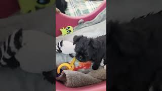 8 week old Brussels Griffon puppies puppy brusselsgriffon [upl. by Fenton]