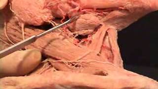 2 Submandibular gland Practical د  احمد مصطفى كمال [upl. by Inavoj]