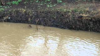 Otters on the Wansbeck [upl. by Kera695]