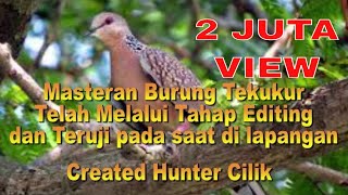 Suara Burung Tekukur Pikat Ampuh [upl. by Alamap]