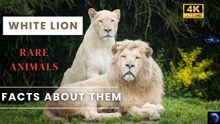 White Lions  Rare Animals  4K  2160p   The Earth 4K [upl. by Mastrianni263]