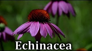 How to Identify Echinacea or Cone Flower Echinacea purpurea  Wild Medicinal Plants [upl. by Tymothy]