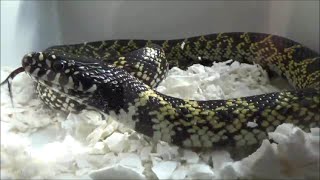 Lampropeltis getula splendida Baird amp Girard 1853 HD  Kingsnake  ExpoZoo  102014 [upl. by Oirottiv]