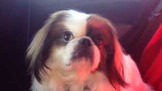 Pekingese dog crying and whimpering in car [upl. by Icyaj286]