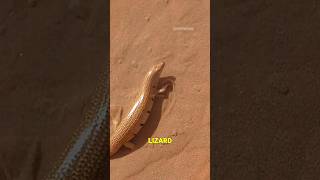 The Amazing Sandfish A Desert Marvel [upl. by Arlo]