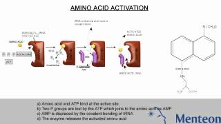 Aminoacylation [upl. by Gray]