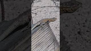 Common Sideblotched Lizard  2024 Year List [upl. by Hakaber781]