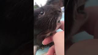 Guinea Pig Teeth Chattering [upl. by Ricketts]