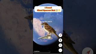 😱Omg I Found Gland Sparrow Bird On Google Map And Google Earth 🌎 shorts shortsfeed youtubeshorts [upl. by Fleda]