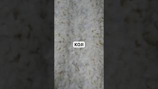 Así preparo el Aspergillus oryzae alias KOJI [upl. by Elison]