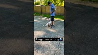 Off leash training Merle XL Bully my story of redemption americanbully shorts [upl. by Una939]