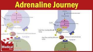 Pharmacology ANS 11 Adrenaline Synthesis and Degradation  Dopamine amp Noradrenaline Synthesis [upl. by Fia]