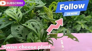 Swiss cheese plant l short l viral l youtube l Whitehousegardening07 l Gardening viewers [upl. by Notle]