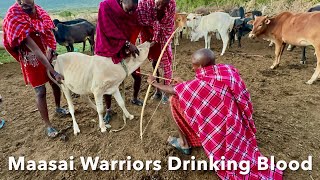 Maasai Warriors Drinking Blood Kenya Documentary [upl. by Edin839]