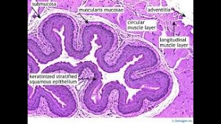 Histology of Esophagus [upl. by Nelsen]