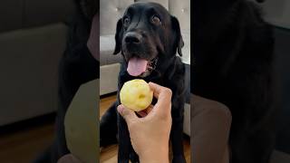 My Dog Loves Apple doglover lucky [upl. by Zrike]