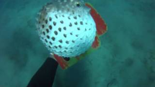 Diodon gonfle et hérisse ses piquants pour se protégerPuffer fish puffs up video [upl. by Genni]