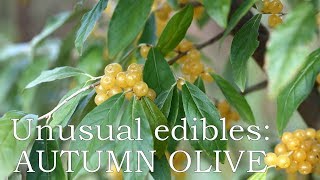 Unusual edibles Autumn olive Amber [upl. by Moina]