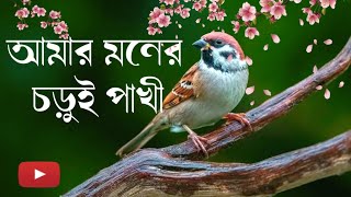 Amar monar chorui pakhi  আমার মনের চুড়ুই পাখী Bangali Old songs RBMusic [upl. by Nnairda]