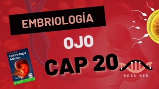 CAP 20OJOEMBRIOLOGIA MÉDICA DE LANGMANRESUMENPODCASTAUDIO [upl. by Reffineg952]