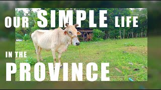 our simple life in the province  marinduque  asmr [upl. by Hedve]