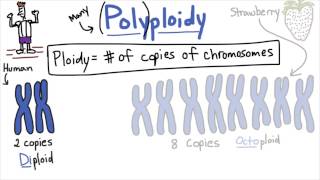 Polyploidy  Tales from the Genome [upl. by Darrick]