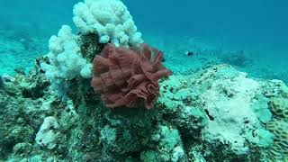 DIVING AND FISHING COIN DE MIRE MAURITIUS [upl. by Onofredo]