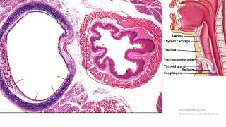 Tracheal Histology in Focus [upl. by Ellehcit547]