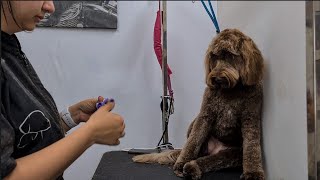 WHAT A FRIENDLY COCKAPOO ❤️❤️🐶 Dog Grooming [upl. by Jochebed]