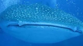 Whale shark eating diver in Maldives [upl. by Templia]