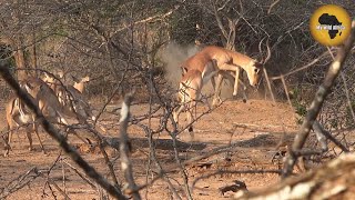 Impala impact shot with a 375  My Wild Africa Productions [upl. by Annoif]