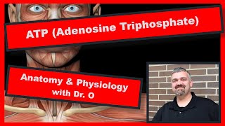 ATP Adenosine Triphosphate Anatomy and Physiology [upl. by Obala]