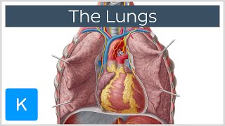 Lungs Definition Location amp Structure  Human Anatomy  Kenhub [upl. by Cardwell941]