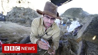 Dinosaur fossil from asteroid strike that caused extinction found scientists claim  BBC News [upl. by Acirahs]