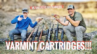 Varmint Cartridges VS Rabbits crazy results [upl. by Sekoorb]