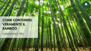 Gardening tips 5 Come contenere VERAMENTE il bamboo [upl. by Nyvrem]