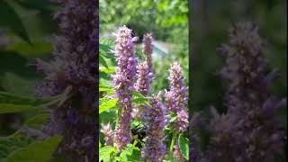 Backyard Bumblebees on Anise hyssop C bumblebee pollinatorgarden backyardbees [upl. by Revlys505]