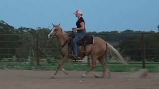 “Goldie” 142H 6 yr old palomino mare [upl. by Cataldo]