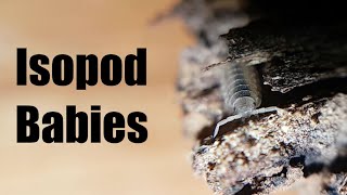 Isopod Babies The interesting mating behavior of P scaber and why isopod colonies are awesome [upl. by Annatnom]