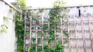 Jasmine Climber Types  How to Cover Fences with Climber Plants  How to Grow Jasmine [upl. by Toshiko]