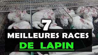 ELEVAGE DE LAPIN Voici les 7 Meilleures races à élever en Afrique Cuniculture [upl. by Gallager]