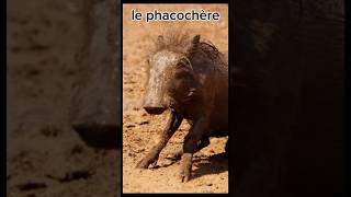 Le phacochère animaux educatif short [upl. by Pilloff]