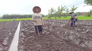 membuat bedengan bawang merah  nglencek  cahndeso1990 [upl. by Derte]