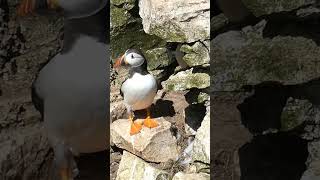 Bempton cliffs puffin naturelovers birds wildlife puffins puffin bird rspb uk nature [upl. by Natal905]